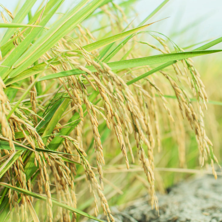 What Makes Sticky Rice?